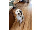 Adopt Melvin a Black - with White Sheepadoodle / Mixed dog in Westport