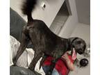 Adopt Reggie a Black Goldendoodle / Mixed dog in Commerce, GA (41313938)