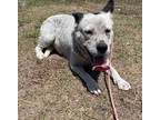 Adopt Pie a Australian Cattle Dog / Mixed dog in Wauchula, FL (41305236)