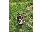 Adopt Ella a American Pit Bull Terrier / Mixed dog in Crocker, MO (41275312)