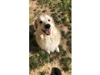 Adopt Theo a White Great Pyrenees / Maremma Sheepdog / Mixed dog in Richmond
