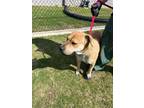 Adopt Pink a Tan/Yellow/Fawn American Pit Bull Terrier / Mixed dog in WILSON