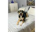 Adopt Vince a Tricolor (Tan/Brown & Black & White) Greater Swiss Mountain Dog /