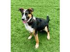 Adopt Macy a Australian Shepherd / Australian Cattle Dog / Mixed dog in Sunrise