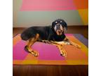 Adopt Bixbite a Rottweiler / Mixed dog in Sebastian, FL (39430767)