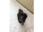 Adopt Stan a Black - with White Mixed Breed (Large) / Mixed dog in Kalamazoo