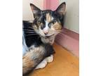 Adopt Alba a Calico / Mixed (short coat) cat in Glenfield, NY (41286919)