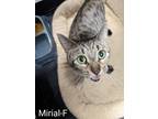 Adopt Miriel a Domestic Shorthair / Mixed (short coat) cat in Glenfield