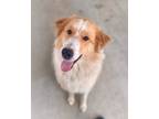 Adopt Roxie a Mixed Breed (Medium) / Mixed dog in Killen, AL (41286832)