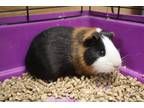 Adopt 84729 Pierre a Black Guinea Pig / Guinea Pig / Mixed small animal in