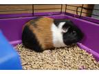 Adopt 84728 Pablo a Black Guinea Pig / Guinea Pig / Mixed small animal in