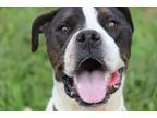 Adopt Coby (Buckmaster) a White - with Black Mixed Breed (Medium) dog in Wichita