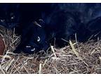 Adopt Bernardo a All Black Domestic Mediumhair (long coat) cat in Jackson