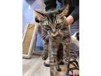 Adopt Pothos a Brown Tabby Domestic Mediumhair (long coat) cat in Linton
