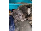Adopt Bubba a Gray or Blue (Mostly) Domestic Shorthair (short coat) cat in