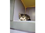 Adopt Fig a Brown Tabby Domestic Shorthair (short coat) cat in Linton