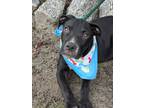 Adopt Paxton a Labrador Retriever / Terrier (Unknown Type