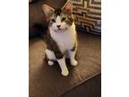 Adopt Boomer a Brown Tabby Domestic Shorthair (short coat) cat in Scranton