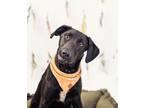 Adopt Jasper a Black German Shorthaired Pointer / Australian Cattle Dog dog in