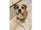 Adopt Rocky IX - Silverheart a Tan/Yellow/Fawn - with White Boxer / Mixed dog in