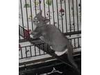 Adopt Roberta a Domestic Shorthair / Mixed (short coat) cat in Ocala