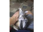 Adopt Domino a Gray, Blue or Silver Tabby Domestic Longhair (long coat) cat in