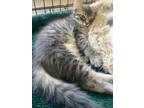 Adopt Duckie a Gray, Blue or Silver Tabby Domestic Longhair (long coat) cat in