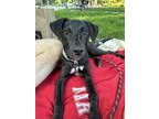 Adopt Jackson Tammy a Black Labrador Retriever dog in Merrifield, VA (41254462)