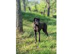 Adopt Amos a Black Great Dane / Mixed dog in Vail, AZ (41091670)