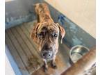 Adopt Hank a Brindle Great Dane / Mixed dog in Vail, AZ (41308761)