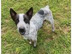 Adopt Jenna a White - with Brown or Chocolate Blue Heeler dog in Ola