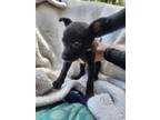 Adopt Marla a Black Mixed Breed (Medium) dog in Ola, AR (41313423)