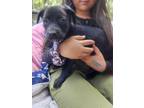 Adopt Maddie a Black Mixed Breed (Medium) dog in Ola, AR (41313422)
