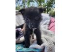 Adopt Max a Black Mixed Breed (Medium) dog in Ola, AR (41313421)