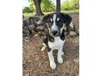 Adopt Millie a Black - with White Husky dog in oklahoma city, OK (41313403)