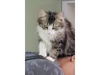 Adopt Sweet Thing a Brown Tabby Domestic Mediumhair / Mixed (long coat) cat in