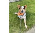 Adopt Piya a Merle Blue Heeler / Australian Cattle Dog / Mixed dog in Lynnwood