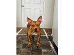 Adopt MAX a Red/Golden/Orange/Chestnut - with White American Pit Bull Terrier /