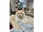 Adopt Virgil a White (Mostly) Domestic Shorthair / Mixed (short coat) cat in