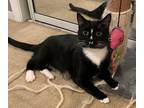 Adopt Luna a Black & White or Tuxedo American Shorthair / Mixed (short coat) cat