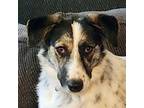 Adopt Carmen a Australian Shepherd / Mixed Breed (Medium) / Mixed dog in Denver