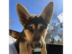 Adopt Sedona a Akita / Mixed Breed (Medium) / Mixed dog in Denver, CO (41305217)