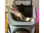 Adopt Betsy Ross a Brown Tabby Domestic Shorthair (short coat) cat in Covington