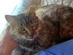 Adopt Nova a Tortoiseshell Domestic Mediumhair / Mixed (medium coat) cat in