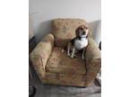 Adopt Bailey a Tricolor (Tan/Brown & Black & White) Beagle / Mixed dog in Union