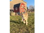 Adopt Loki a Siberian Husky / Mixed dog in Crystal Lake, IL (41308070)