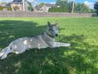 Adopt Stevie Nicks a Siberian Husky / Mixed dog in Crystal Lake, IL (41308069)