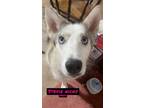 Adopt Stevie Nicks a Siberian Husky / Mixed dog in Crystal Lake, IL (41308069)