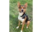 Adopt Charger a Tricolor (Tan/Brown & Black & White) Australian Cattle Dog /