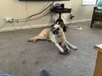 Adopt Bella a Tan/Yellow/Fawn German Shepherd Dog dog in Bellflower